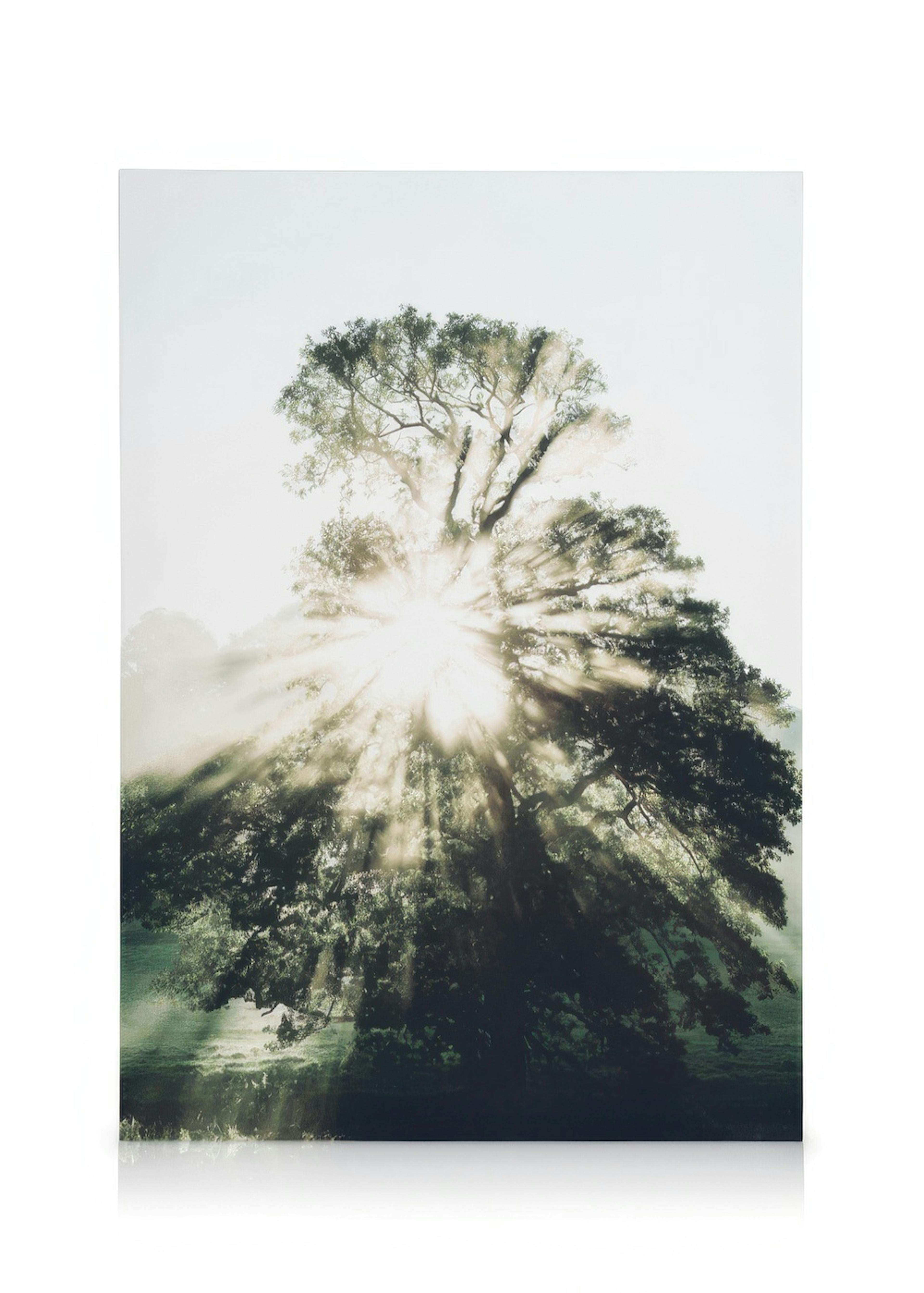 Morning Sun Canvas print 0