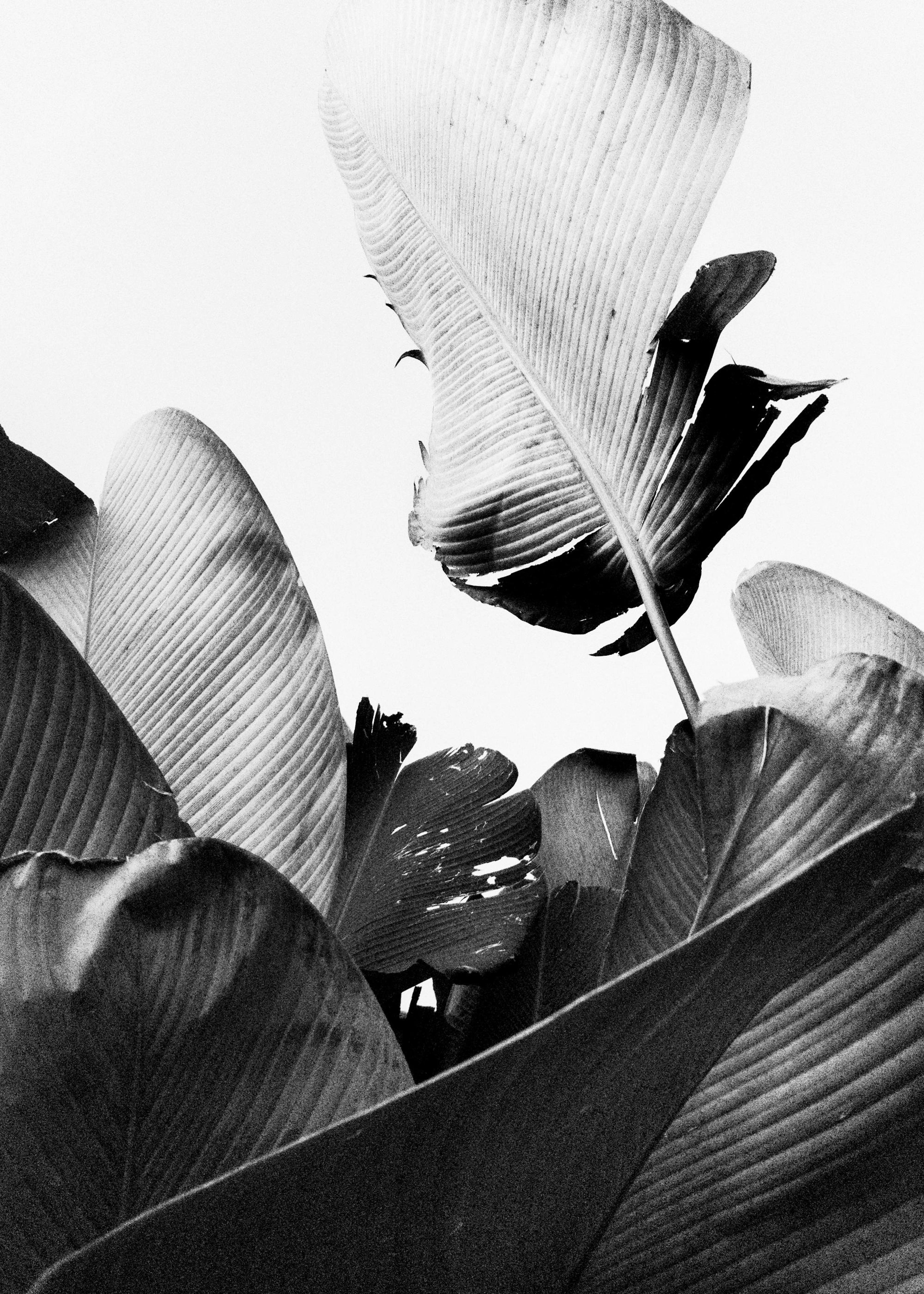 Banana leaves Poster 0