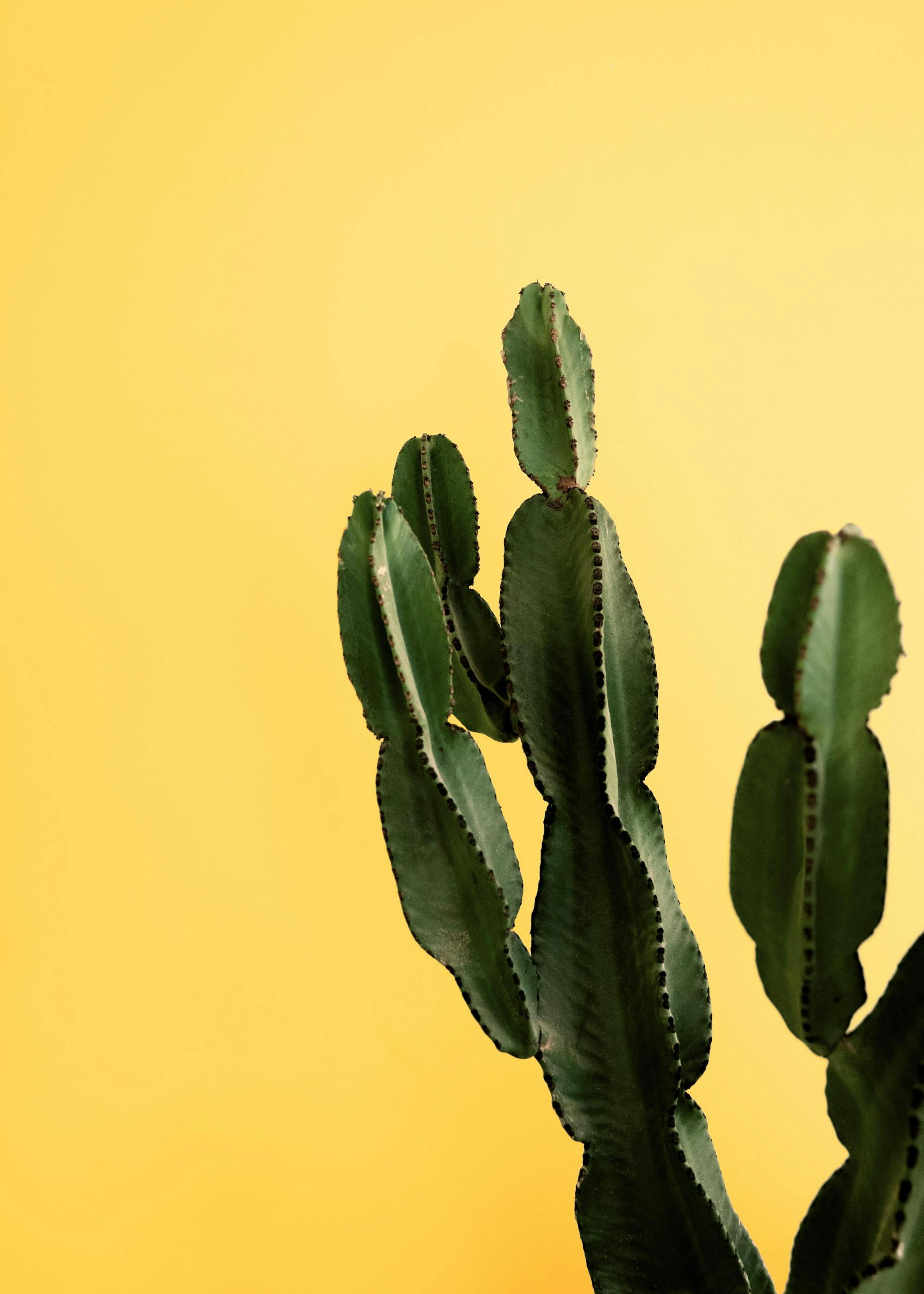Poster Cactus Galben 0