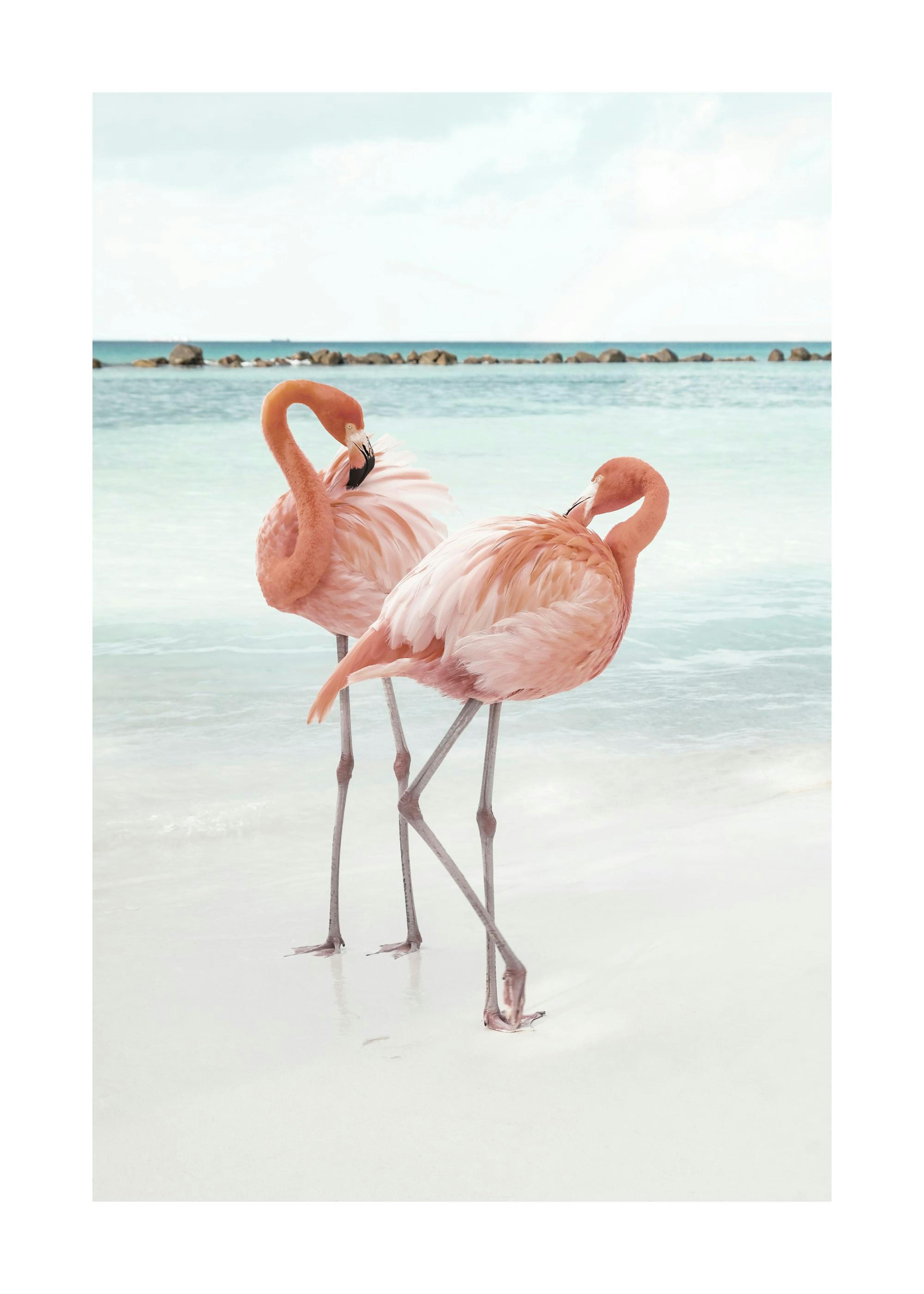 Flamants roses Amour Poster 0