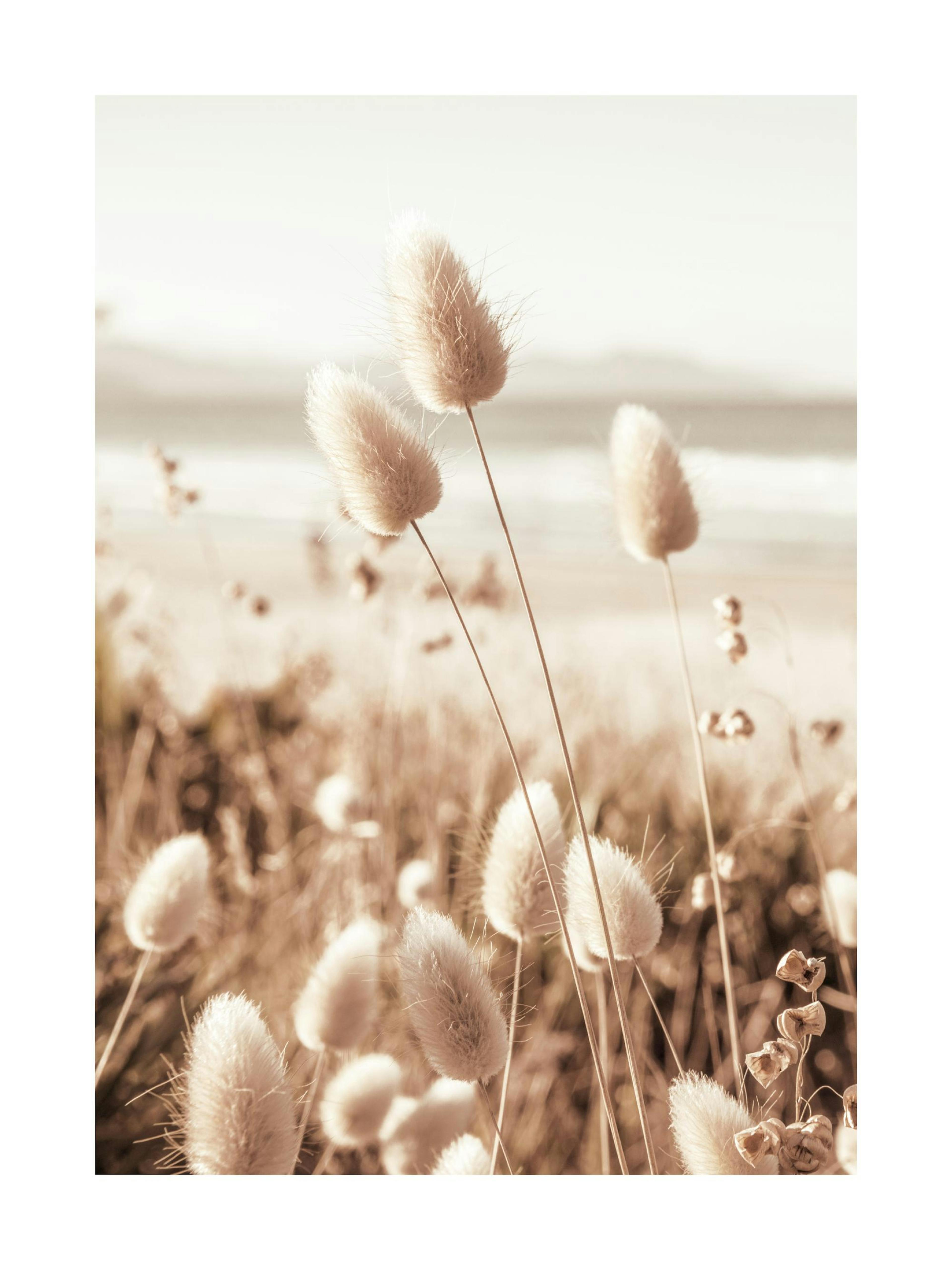 Strand Gras Poster 0