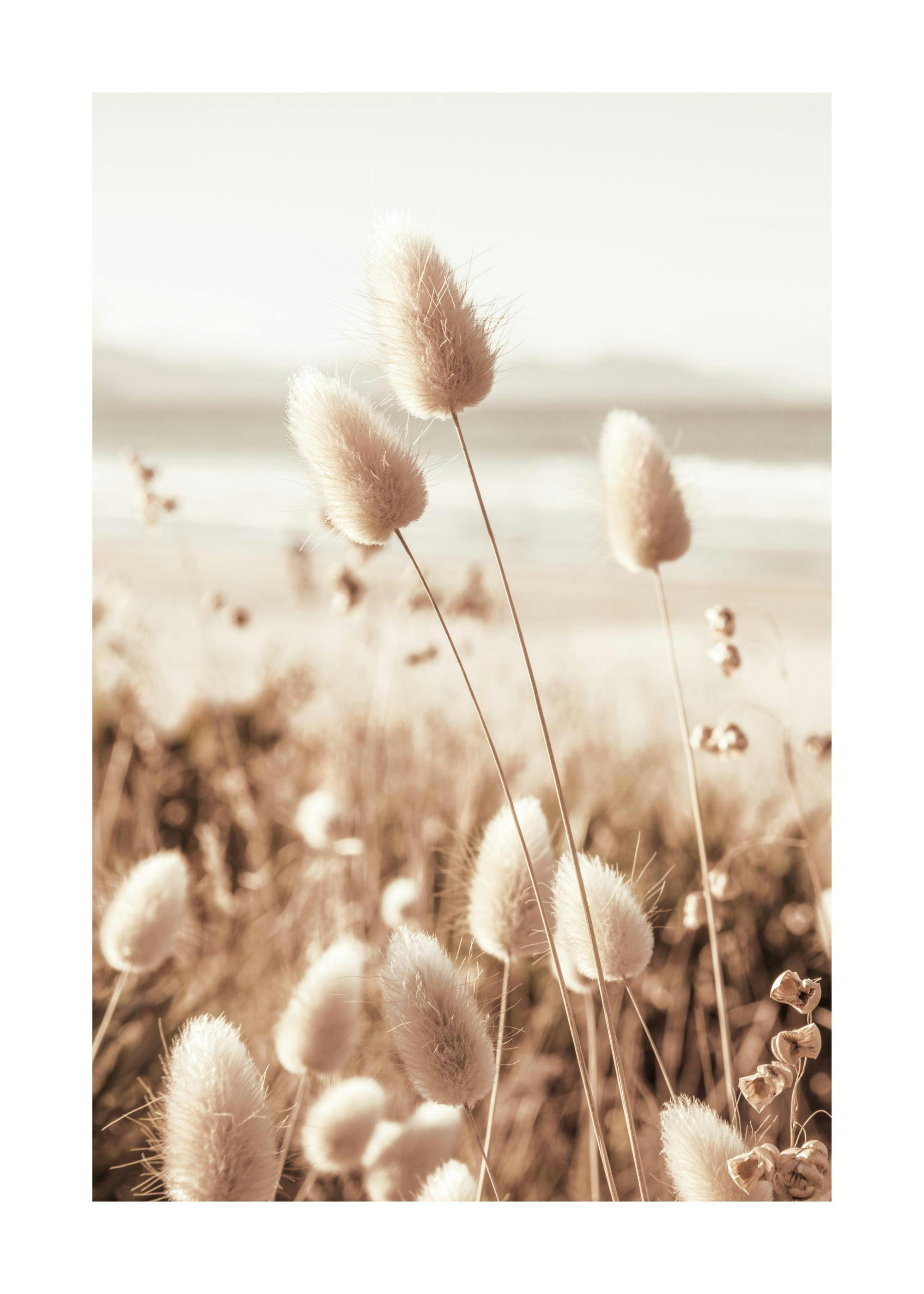 Beach Grass Poster 0