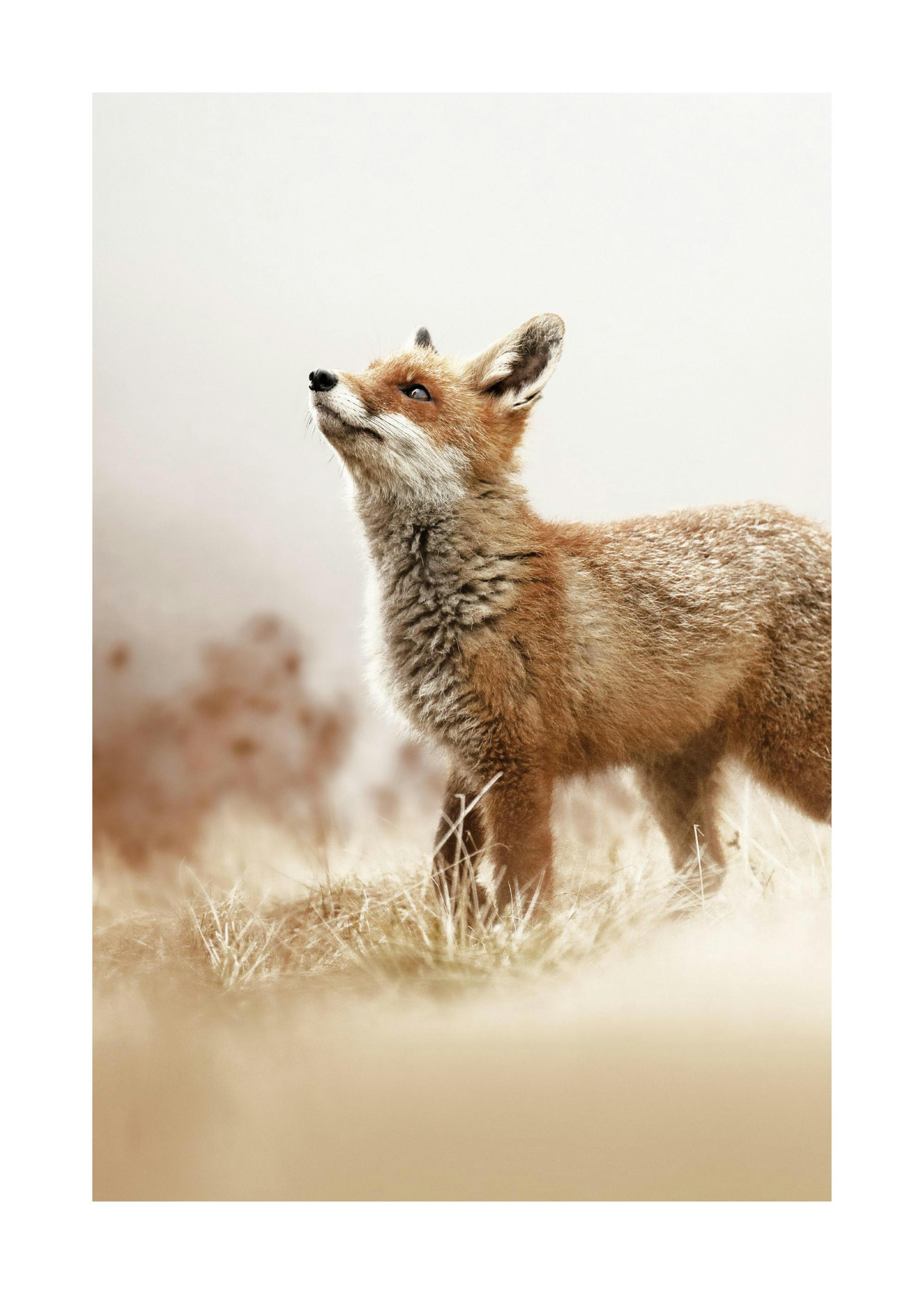 Renard Poster 0