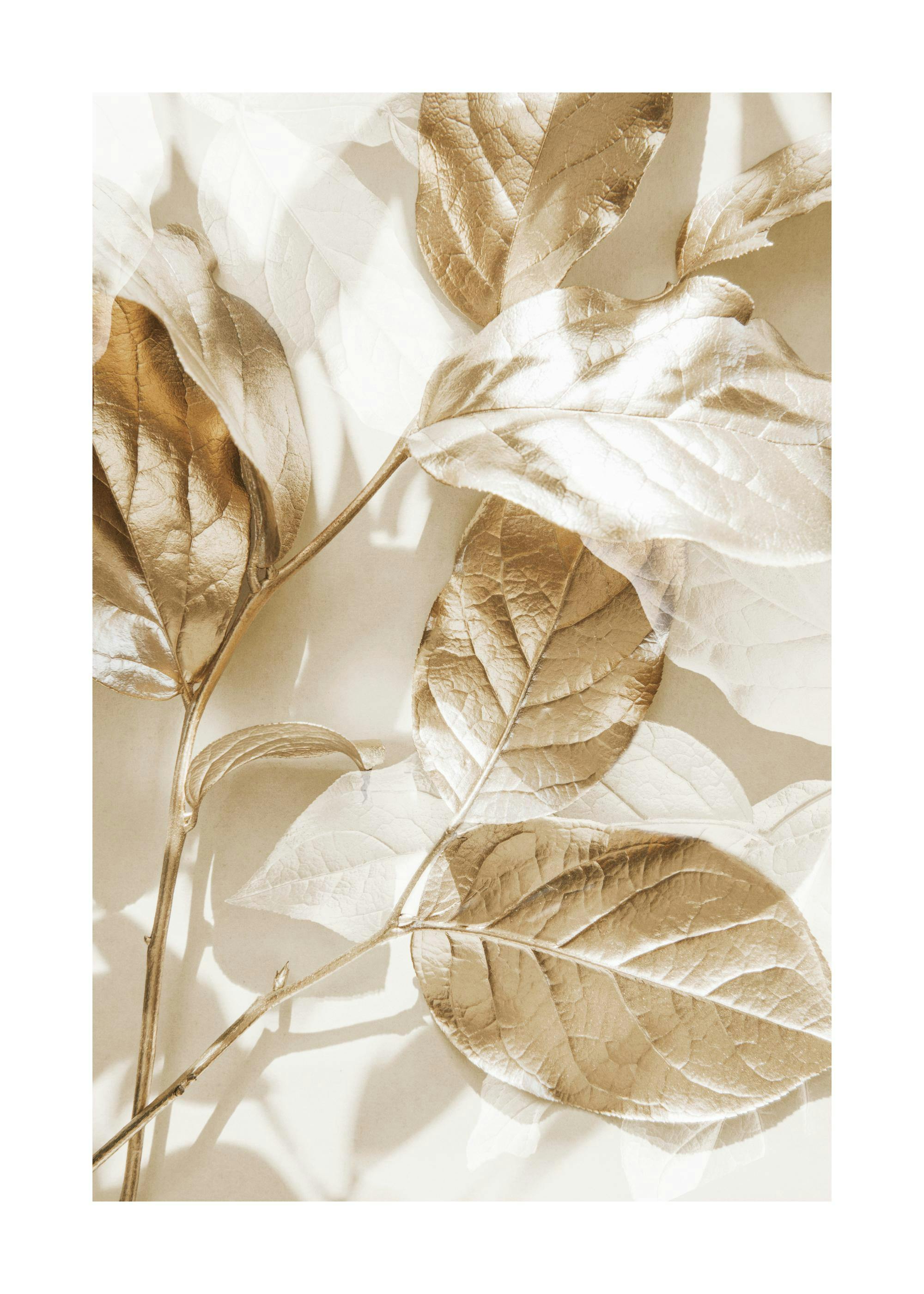 Eukalyptus Guld Nr 1 Poster 0