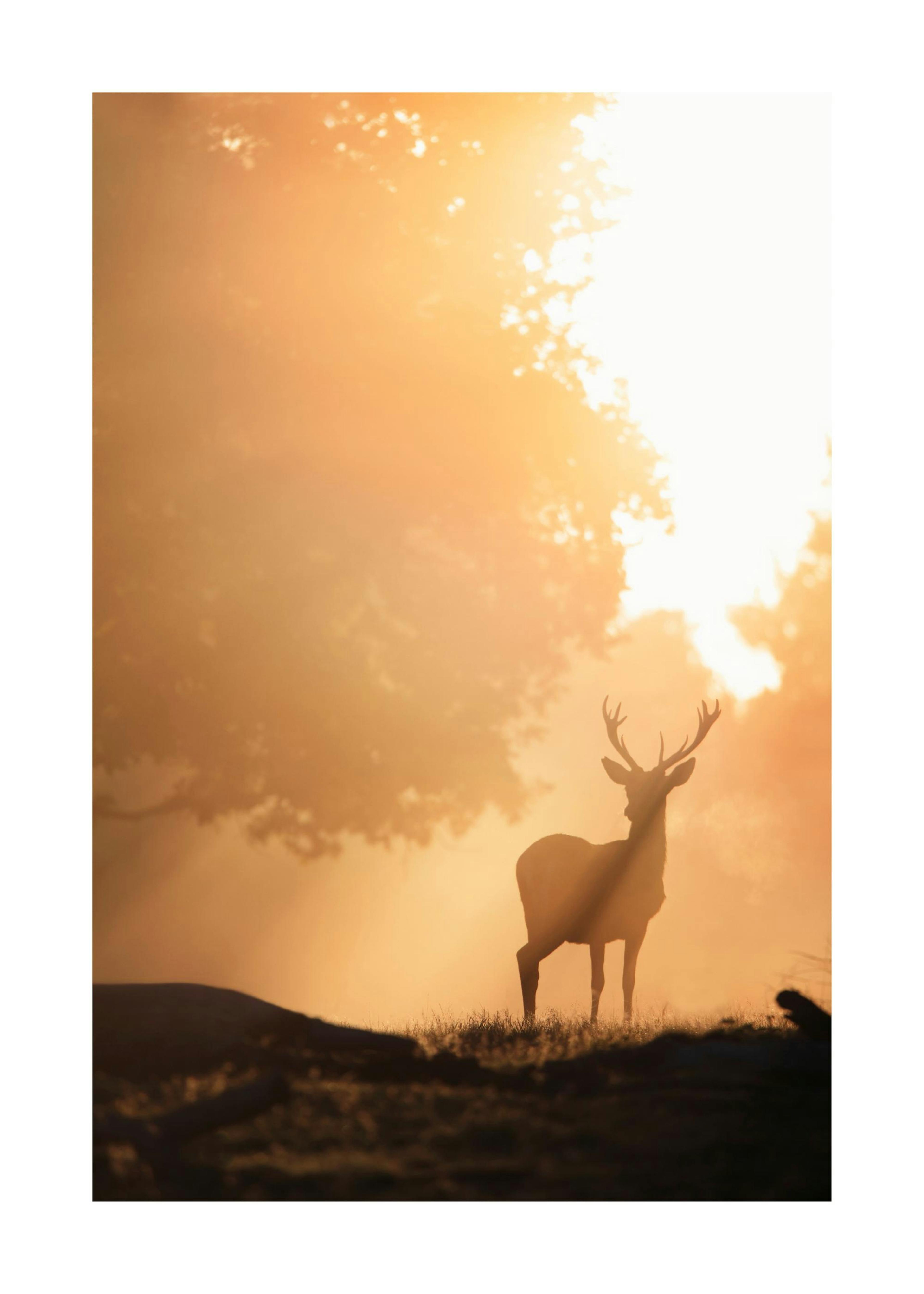 Cerf dans la Lumière Dorée Poster 0