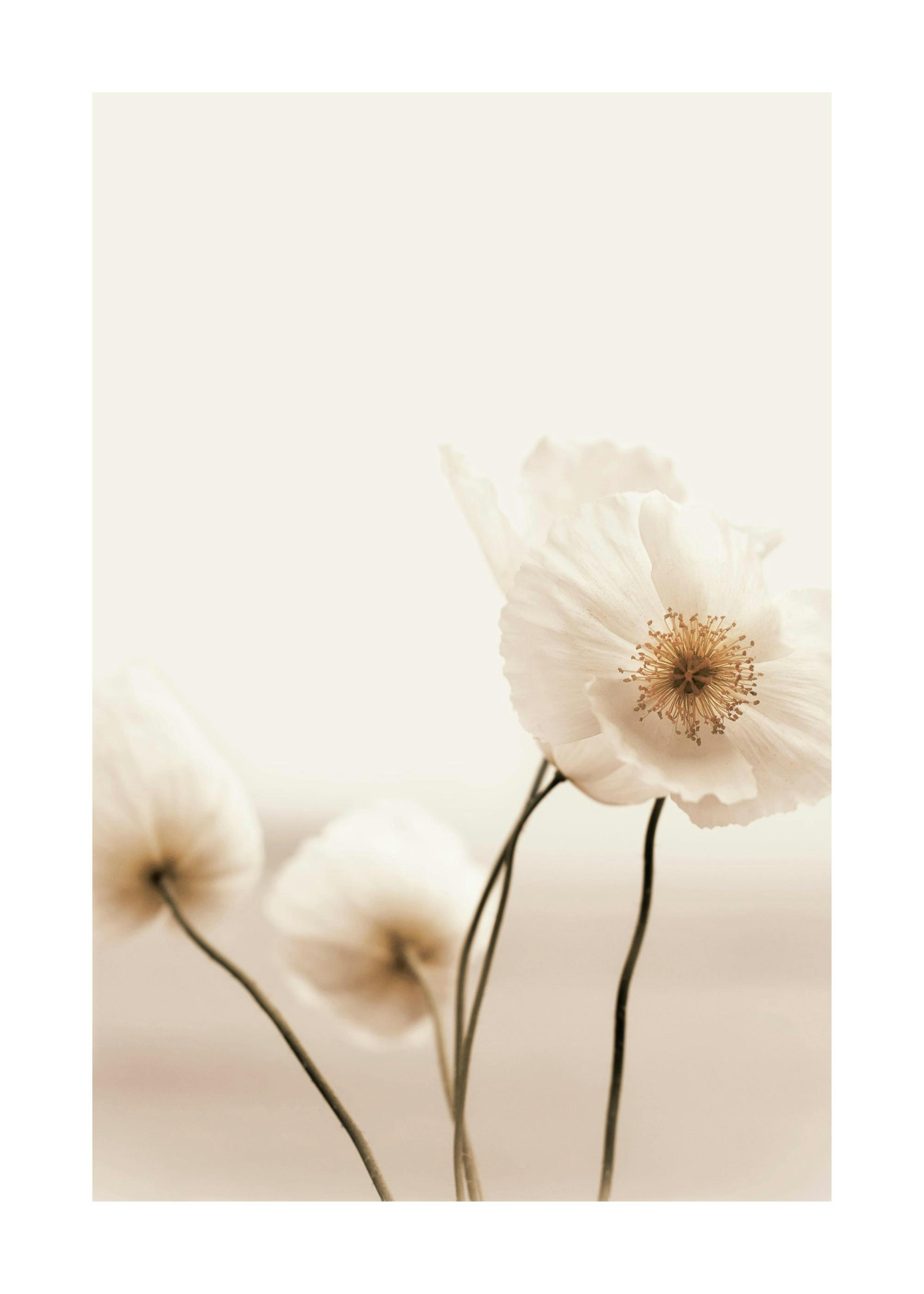 Coquelicot Sauvage Poster 0
